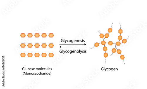 Glycogenesis, Glycolysis, Glycogenolysis. Carbohydrates Digestion. Glycogen and glucose Sugar Formation. Scientific Diagram. Liver and Muscle cells. Vector Illustration.
