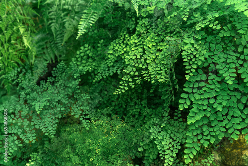 floral partially blurred background with tropical ferns in natural habitat
