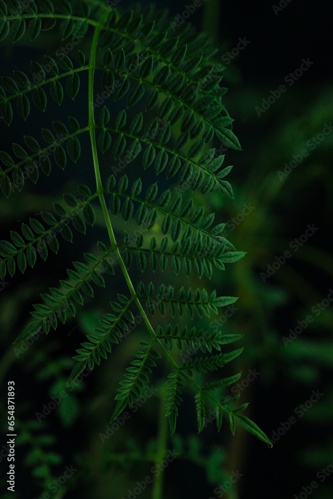green fern leaf in the forest green fern leaf in the forest