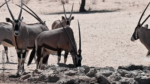 Oryx gemsbok antelopes drink at a waterhole in Kgalagadi during dry season
