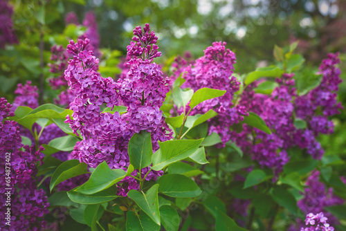 Blooming flowers of fragrant lilac. photo