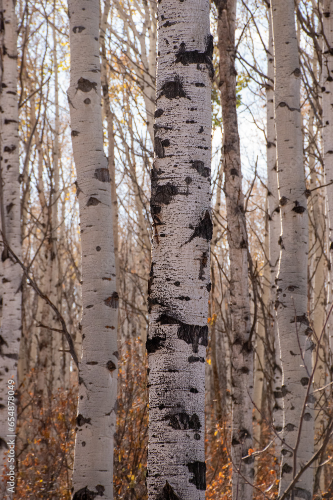 Fototapeta premium Aspen forest