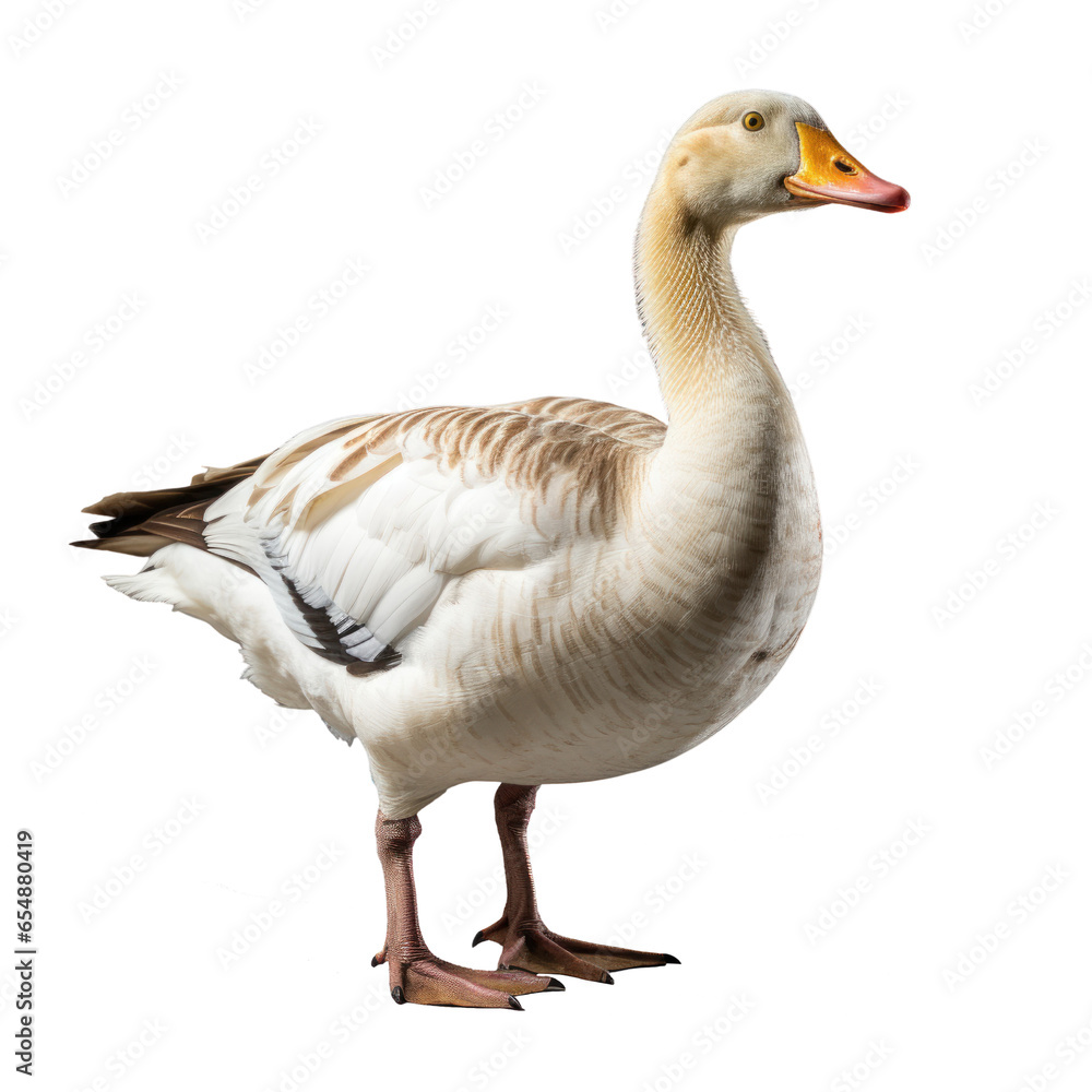 Goose. Isolated on transparent background. Goose. Isolated on transparent background.