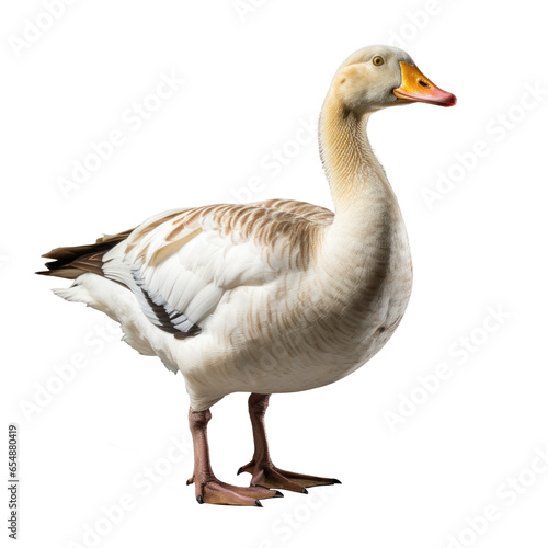 Goose. Isolated on transparent background.