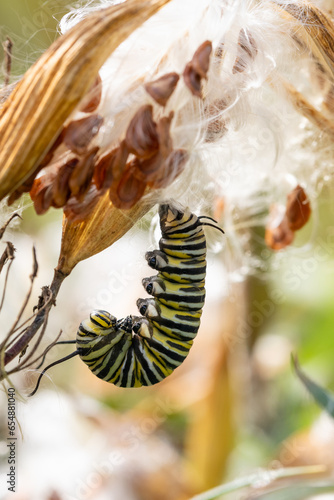 Monarch caterpillar forming J on swamp milkweed pod in preparation for becoming a chrysalis