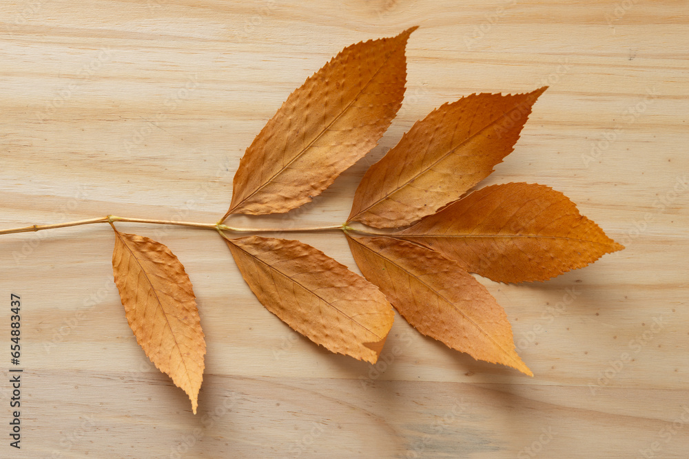 dried wrinkled yellowed or browned autumn leaf arranged on a pine plank