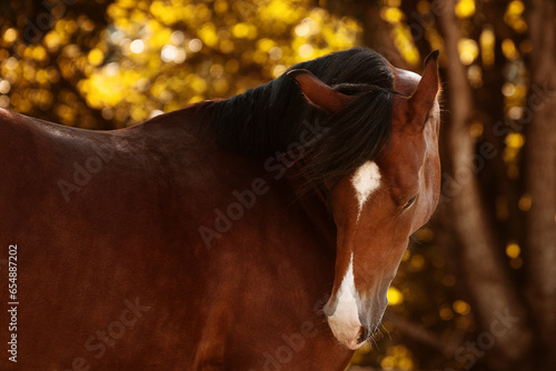 portrait of a brown horse on a meadow