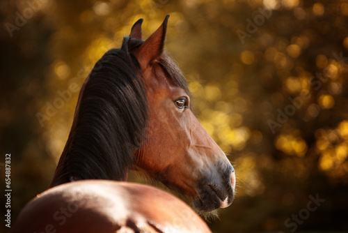 portrait of a brown horse