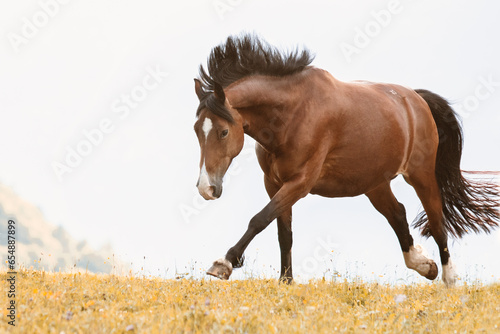 brown horse galloping