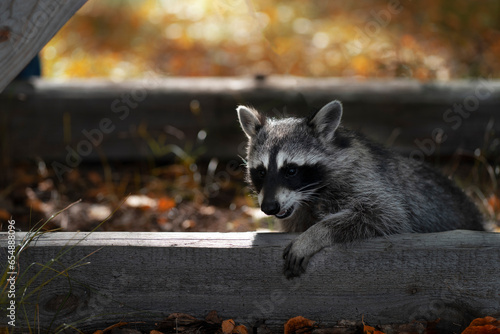 A raccoon peeks out from behind a wooden board in the autumn forest