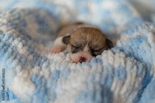 A corgi puppy is very small on a blue blanket