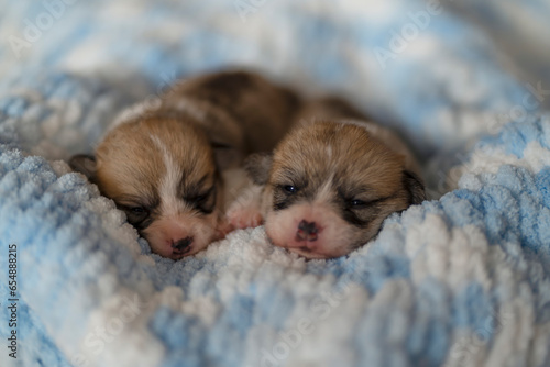 Corgi puppies sleep on a blue blanket
