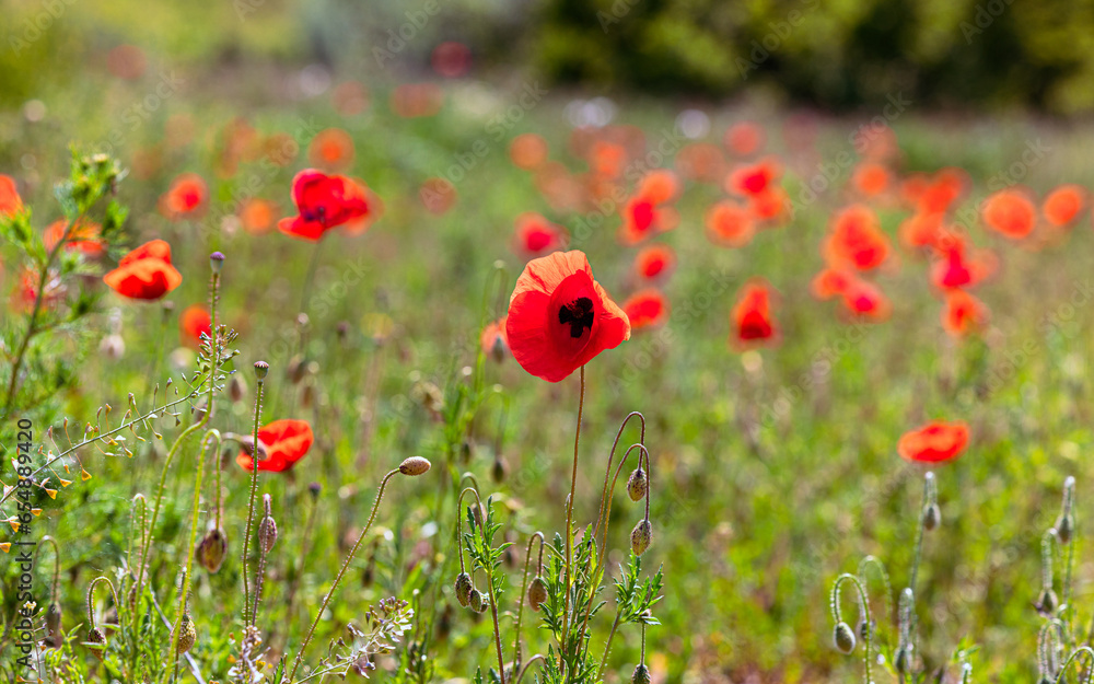 Fototapeta premium Wilde Mohnblumen 