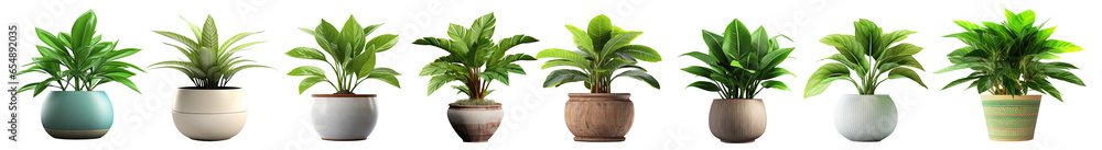 Collection of potted indoor houseplants in various decorated pots, isolated on a transparent background. PNG, cutout, or clipping path - obrazy, fototapety, plakaty 