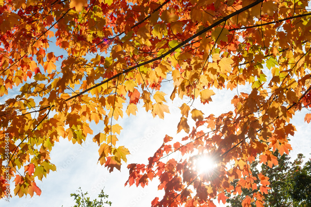 sun shining through autumn leaves in the park sun shining through autumn leaves in the park