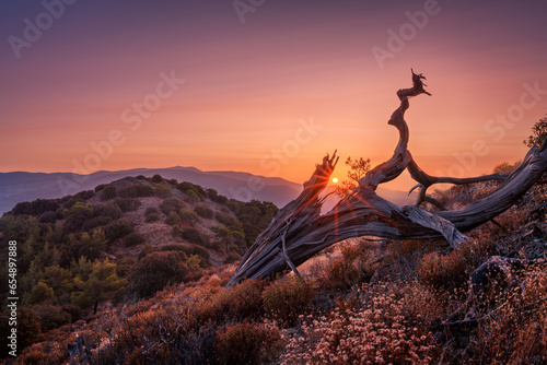 An old juniper tree in the mountains against the sunset. A fallen withered tree. photo