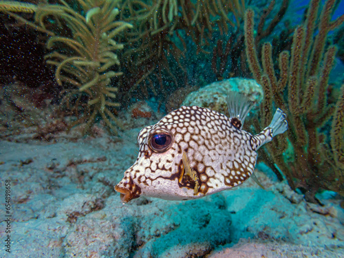 Smooth trunkfish feeding in shallow water
