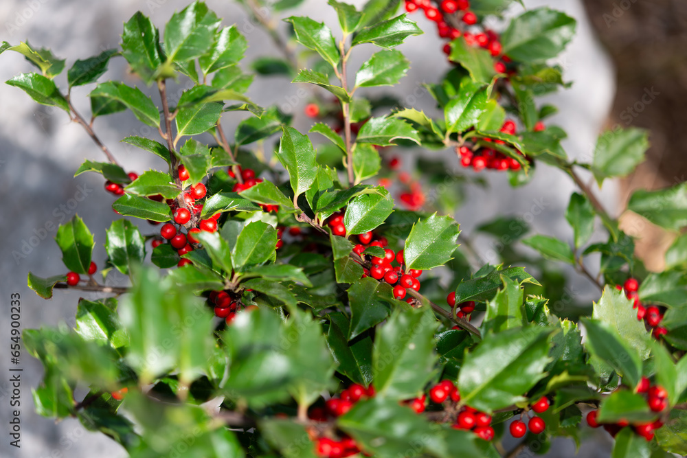 Obraz premium red berries on a holly bush