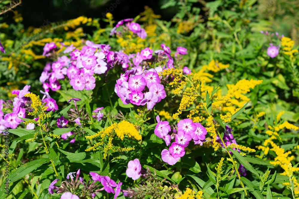 Obraz premium pink phlox and goldenrod wildflowers outdoors in bright sunlight