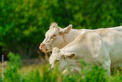 Captivating Charolais cattle grazing. Majestic French Charolais cows gracefully roaming in a picturesque meadow on a sunny day. © Ilja