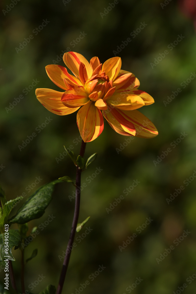 Fototapeta premium orangefarbene Gartendahlie