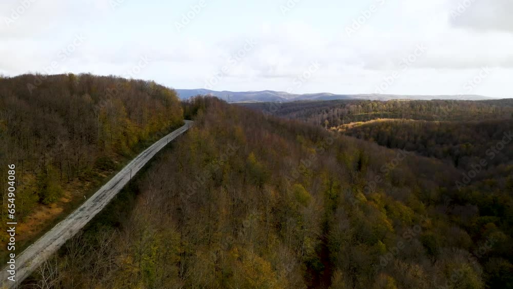 The road passes through the trees in the floodplain forest. Aerial view of the forest from drone. Igneada, Kirklareli, Turkey The road passes through the trees in the floodplain forest. Aerial view of the forest from drone. Igneada, Kirklareli, Turkey