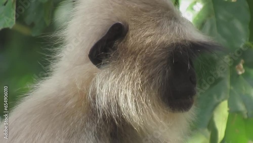 Indian monkey or gray langur or  Hanuman langur or Semnopithecus entellus sitting on a branch forest jungle. Monkey in forest HD footage. photo