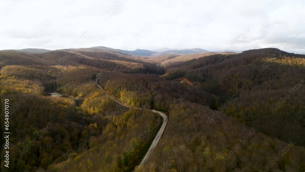 The road passes through the trees in the floodplain forest. Aerial view of the forest from drone. Igneada, Kirklareli, Turkey The road passes through the trees in the floodplain forest. Aerial view of the forest from drone. Igneada, Kirklareli, Turkey