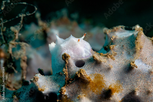 Nudibranch goniobranchus sp. 46 photo