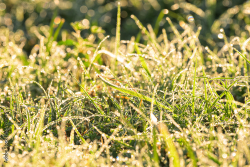 Heavy dew in grass on a bright summer morning, backlit