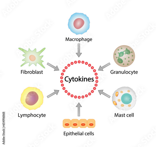 Cytokines producing cells including macrophage, granulocyte, endothelial, fibroblast, mast cell and lymphocyte. Vector illustration.