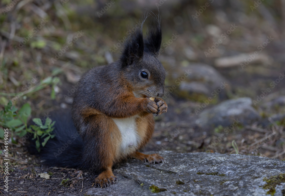 Eichhörnchen (Sciurus) beim Fressen. Eichhörnchen (Sciurus) beim Fressen.