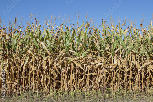 Corn crop field in the fall season, soon ready for harvesting and processing into alcohol, food, feed or fuel.