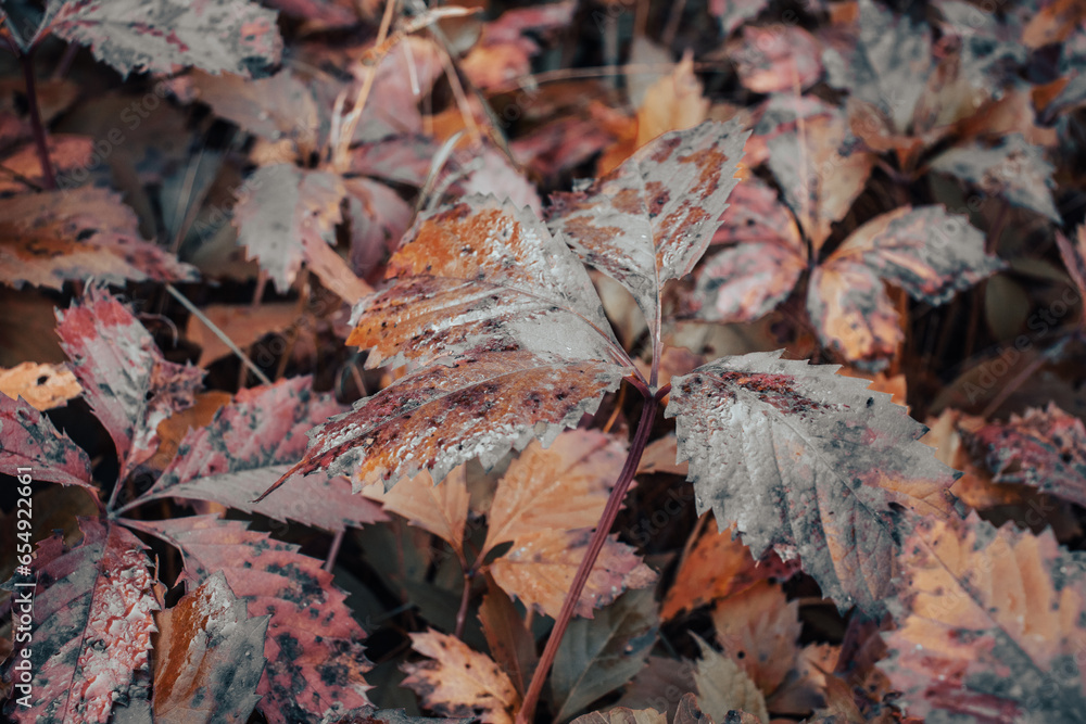 Close up ivy leaf on the ground in autumn dew concept photo. Autumn atmosphere image. Close up ivy leaf on the ground in autumn dew concept photo. Autumn atmosphere image.