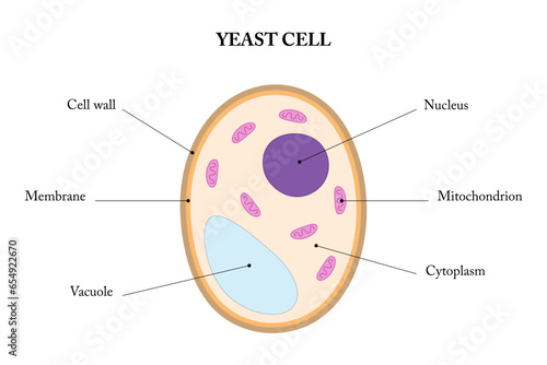 Labeled diagram of a yeast cell.