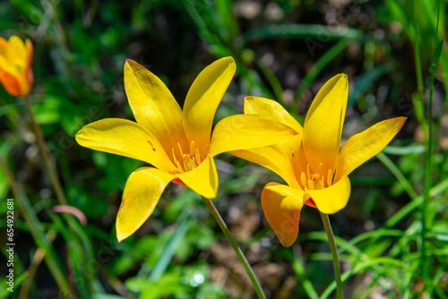 Yellow tulips blooming in spring in the garden, botanical garden in Odessa