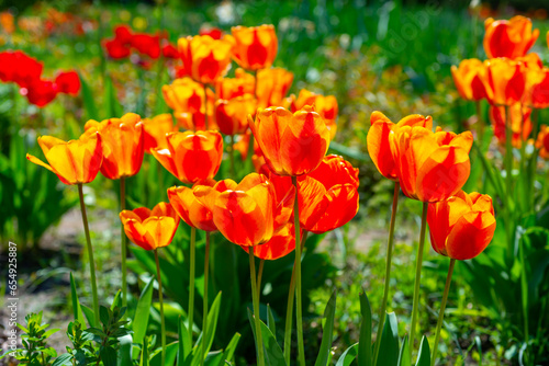Red-yellow tulips blooming in spring in the garden  botanical garden