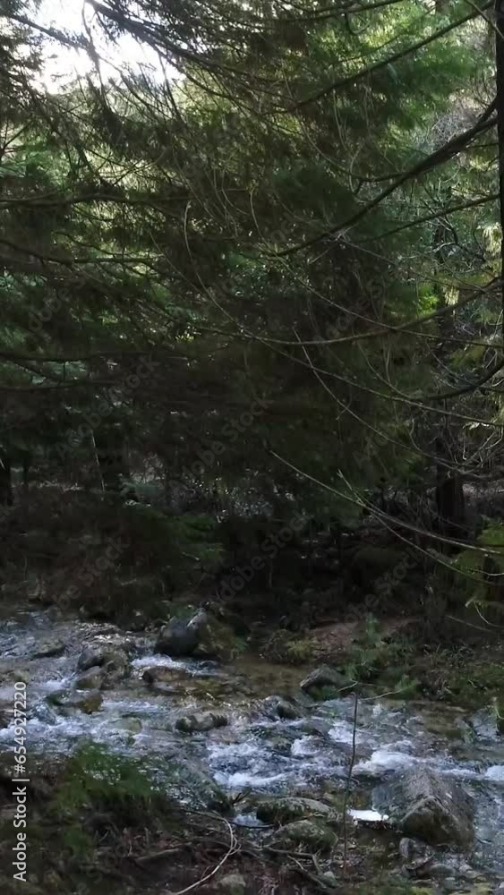 Vertical Video of River in the Forest. Beautiful Nature Landscape Vertical Video of River in the Forest. Beautiful Nature Landscape