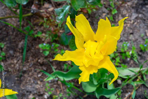 Yellow tulips blooming in spring in the garden, botanical garden