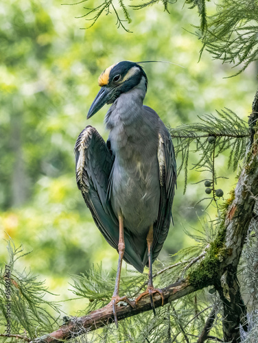 Foto yellow crowned night  heron perched in a tree