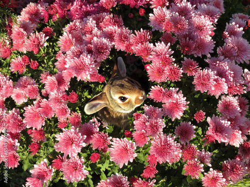 Lapin nain caché dans des fleurs