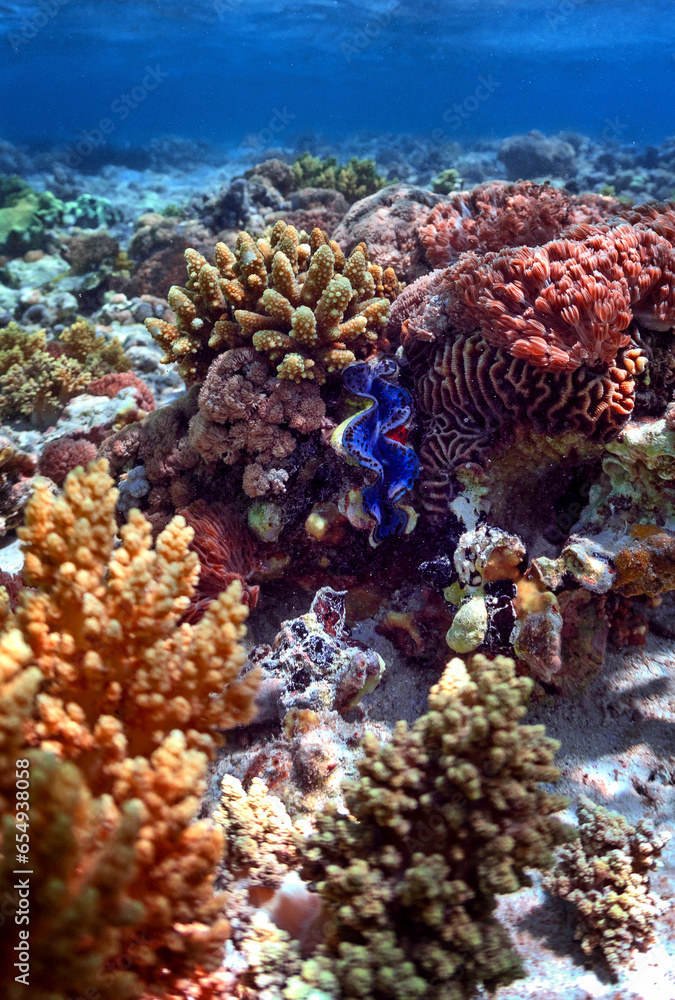 giant clams on coral reef