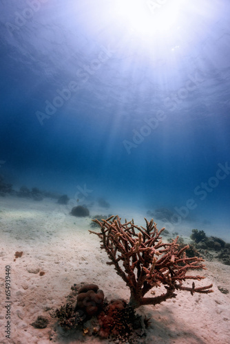 Coral tree on sandy bottom