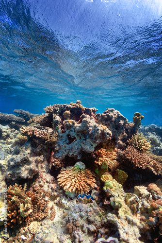 giant clams on coral reef