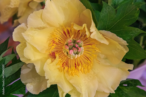 Itoh Hybrid semi-double yellow petals with red highlights peony Garden Treasure  lactiflora, closeup
