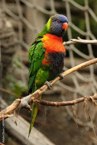 parrot, bird, colorful, macaw, beak