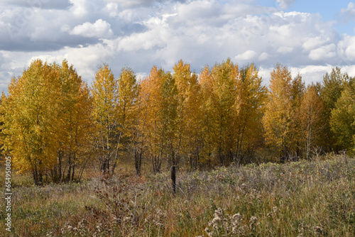 autumn in the forest