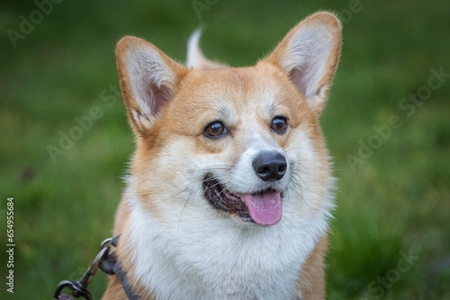 A Pembroke Welsh male Corgi looks into a camera with a green grass background. Close-up portrait of a male corgi with green background and copyspace. 