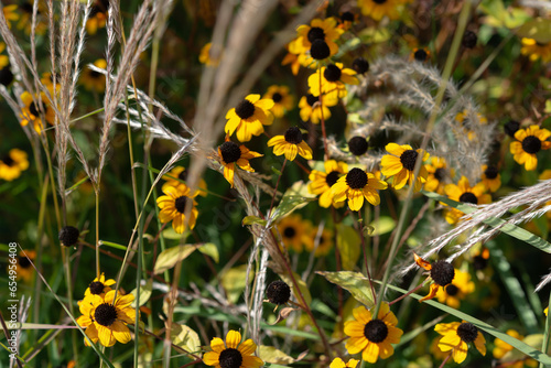 rudbeckia triloba and grass seed plumes in the garden photo