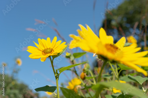 yellow flowers on a blue sky in the park